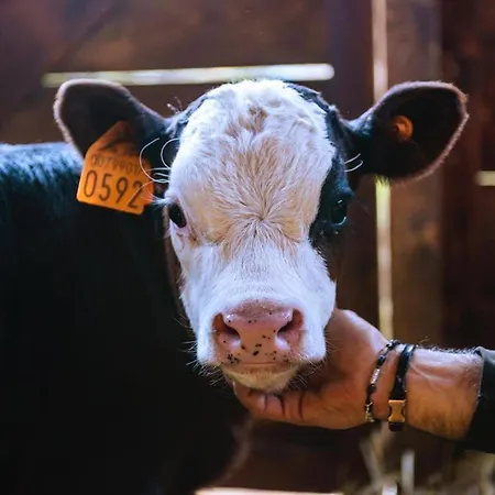 Hotel La Grange - Animal Chic