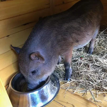 La Grange - Animal Chic 3* Courmayeur