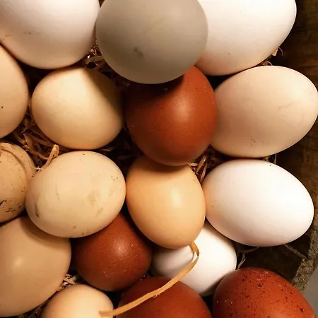 La Grange - Animal Chic 3*