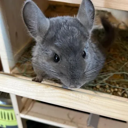 La Grange - Animal Chic 3*