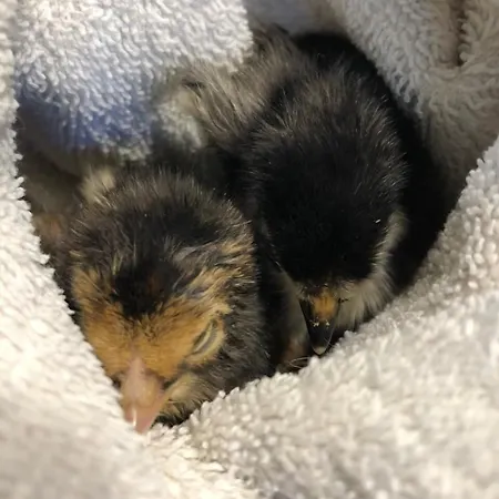 La Grange - Animal Chic Hotel