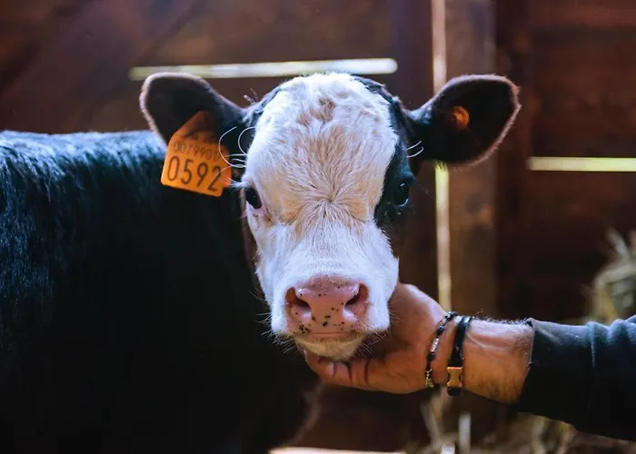 Hotel La Grange - Animal Chic