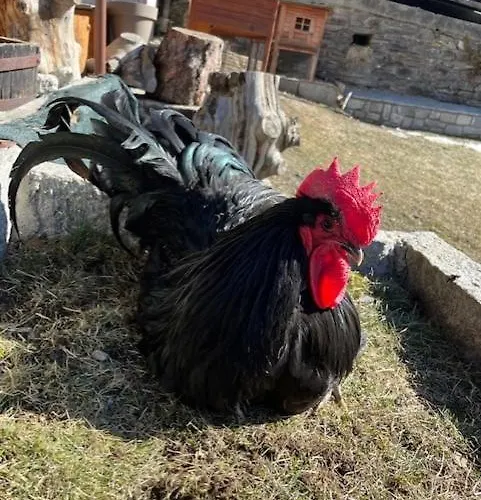 La Grange - Animal Chic 3*