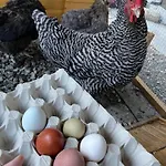 Hotel La Grange - Animal Chic 3*