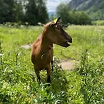 La Grange - Animal Chic 3*
