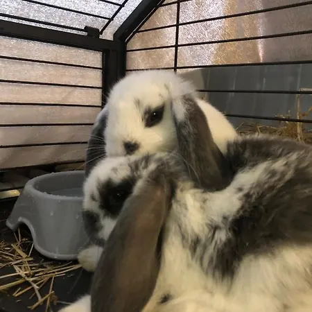 La Grange - Animal Chic מלון