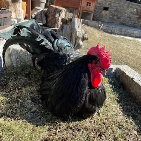 La Grange - Animal Chic 3*