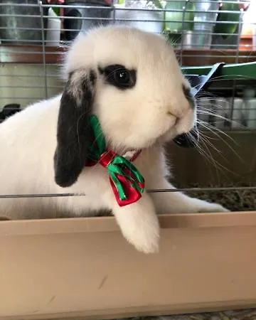 La Grange - Animal Chic 3* קורמאיור