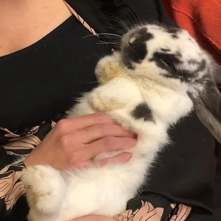 מלון La Grange - Animal Chic קורמאיור