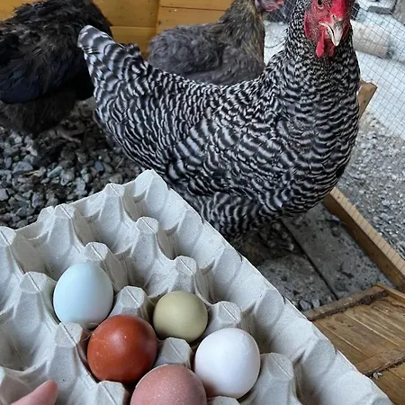 מלון La Grange - Animal Chic 3*