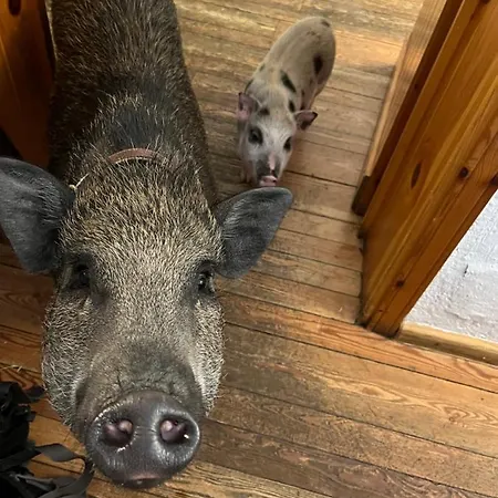 La Grange - Animal Chic קורמאיור