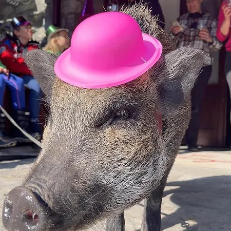 La Grange - Animal Chic קורמאיור