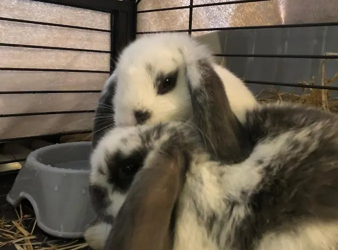 La Grange - Animal Chic Hotel