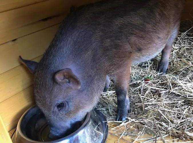 La Grange - Animal Chic 3* Courmayeur