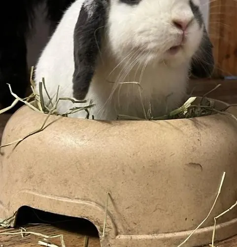 La Grange - Animal Chic