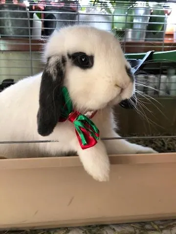 La Grange - Animal Chic 3* Courmayeur