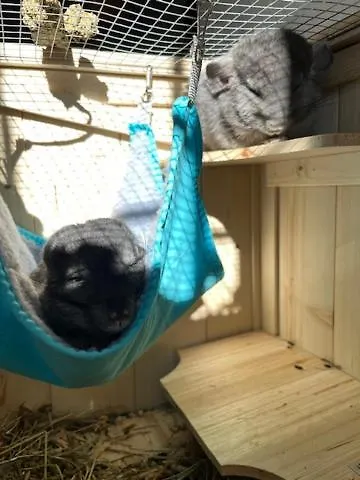 La Grange - Animal Chic Hotel 3*