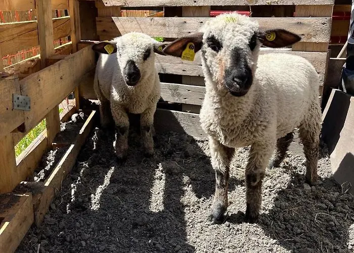 Hotel La Grange - Animal Chic Courmayeur