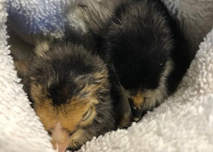 La Grange - Animal Chic Hotel